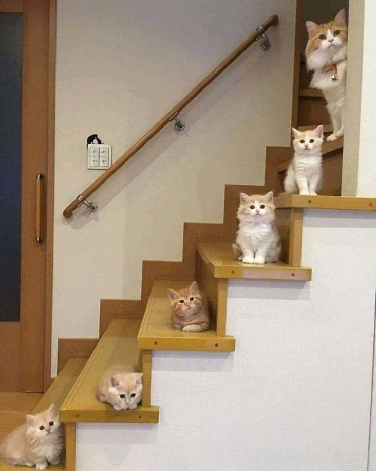 kitten family on stairs, kittens on stairs, cute kittens on stairs, cats on stairs, cute cats on stairs, funny picture of cats on stairs, cure picture of cats on stairs, funny picture of kittens, funny kitten picture, cute kitten picture, kittens picture, cute kittens picture, funny cat picture, funny cat pictures, funny cat image, funny cat images, funny cat pic, funny cat pics, funny picture of cat, funny image of cat, funny pictures of cats, funny images of cats, funny cat picturs, funny cat pictur, funny cute cat picture, funny cute cat pictures, funny cat pictures lol, really funny cat pictures, picture of a funny cat, funny cat pictures images, a funny picture of a cat, funny and cute pictures of cats, funny and cute picture of a cat, cat being funny, cat being funny and cute, cute and funny cat, cute cat picture, cute cat pictures, cute picture of cat, cute pictures of cats