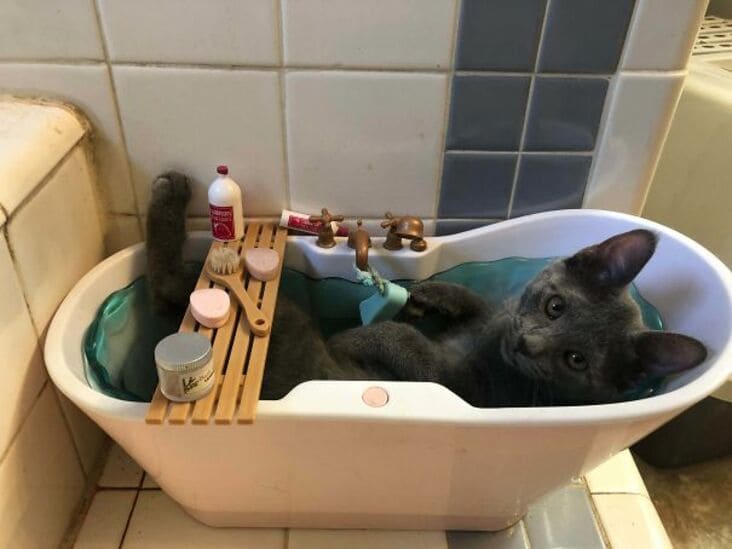 Funny Cat Pictures, Cat Sleeping In Bathtub