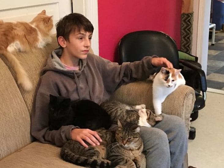 cats on kids lap, a bunch of cats on kids lap, funny cat sitting picture, cats sitting on kid, a bunch of cats sitting on kid, funny picture of cats sitting on kid