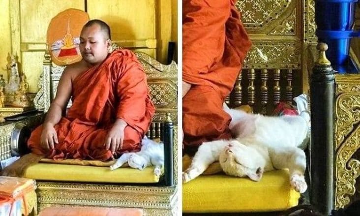 cat sleeping next to monk, funny picture of cat with monk, picture of cat with monk, funny picture with monk and cat, monk and cat, monk and cat picture, funny cat picture with monk, funny picture of cat with monk