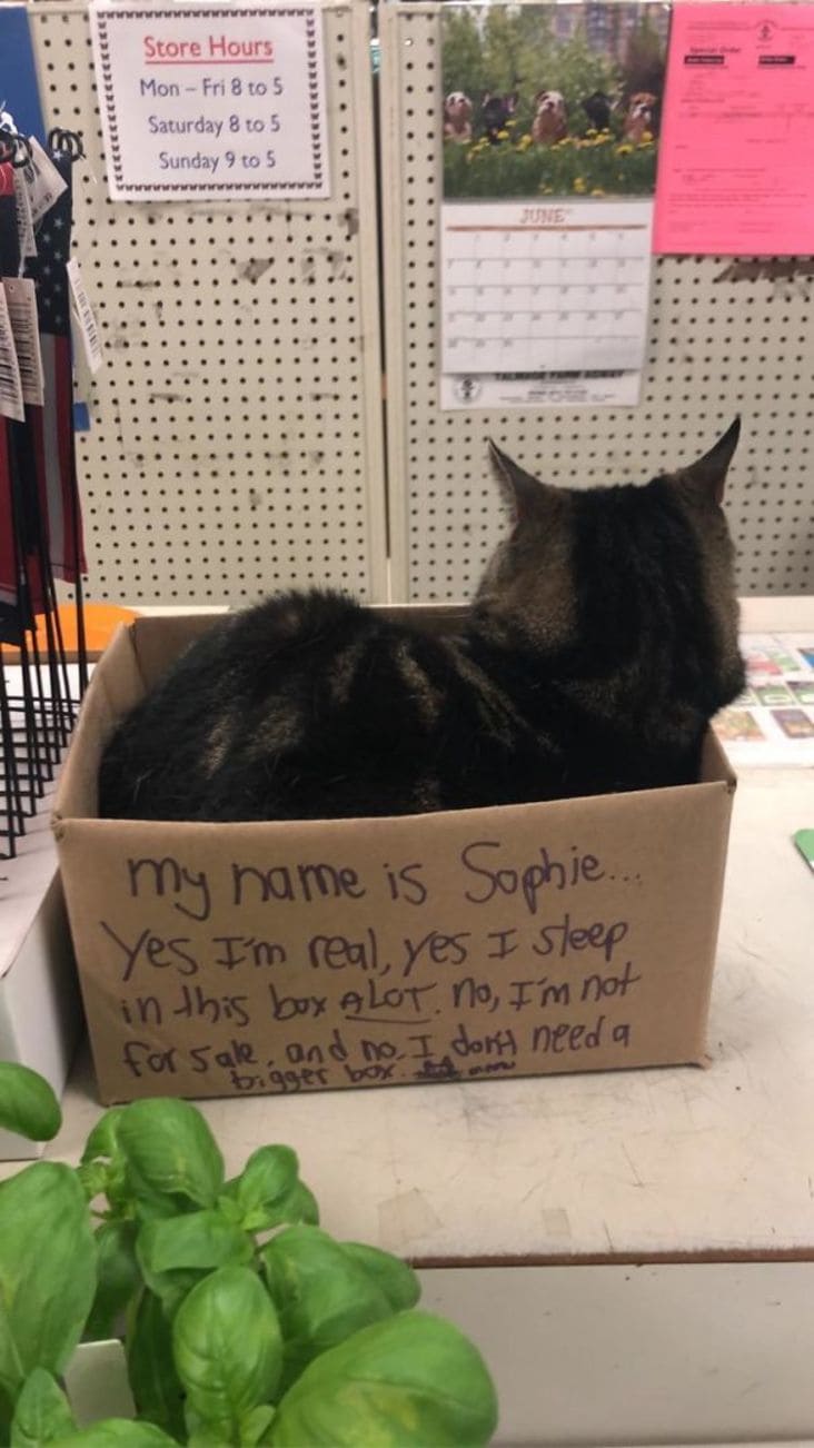 cat in box, cat in box with sign about the cat in the box, cat lying in box, funny cat in box, funny sign with cat in box, funny picture with cat in box, funny picture of a cat in a box, cat in a box picture, cat in a box funny picture, funny cat picture, cute cat picture, cat picture
