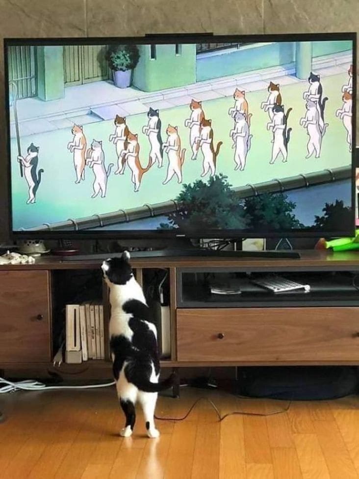 cat watching cats on tv, cat watching tv, cat watching tv picture, cat watching cats on tv, cat watching marching cats, cat watching marching cats on tv