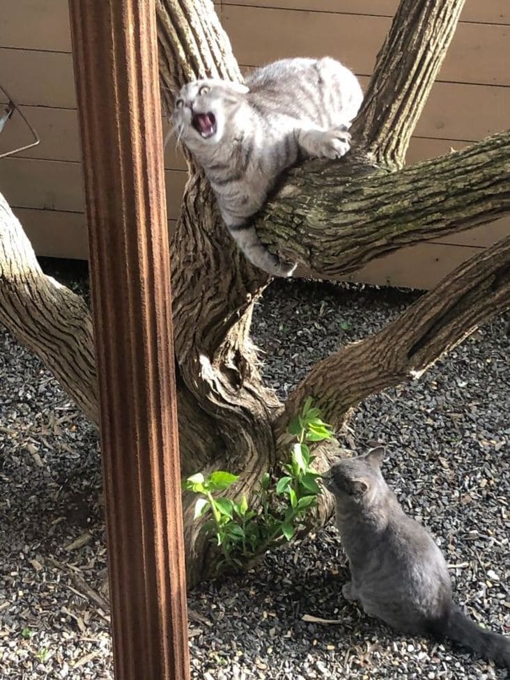 we don't have cats, we dont have cats, not my cats, these aren't my cats, not my cats picture, we don't have cats picture, cat in tree, cats near or on tree
