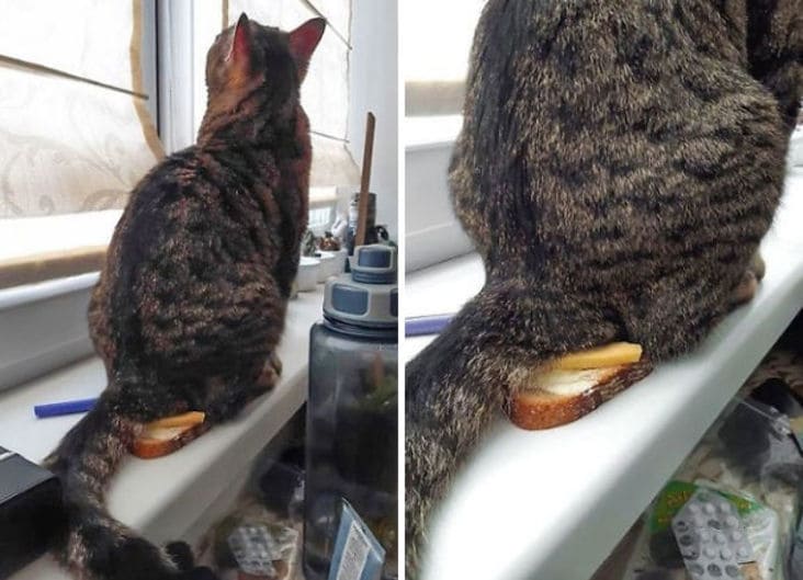 cat sitting on food, cat sitting on bread and cheese, cat sitting on bread, cat sitting on sandwich, cat sitting on open faced sandwich, funny picture of cat sitting on food, funny picture of cat sitting on sandwich, funny cat picture, funny cat pictures, funny cat image, funny cat images, funny cat pic, funny cat pics, funny picture of cat, funny image of cat, funny pictures of cats, funny images of cats, funny cat picturs, funny cat pictur, funny cute cat picture, funny cute cat pictures, funny cat pictures lol, really funny cat pictures, picture of a funny cat, funny cat pictures images, a funny picture of a cat, funny and cute pictures of cats, funny and cute picture of a cat, cat being funny, cat being funny and cute, cute and funny cat, cute cat picture, cute cat pictures, cute picture of cat, cute pictures of cats