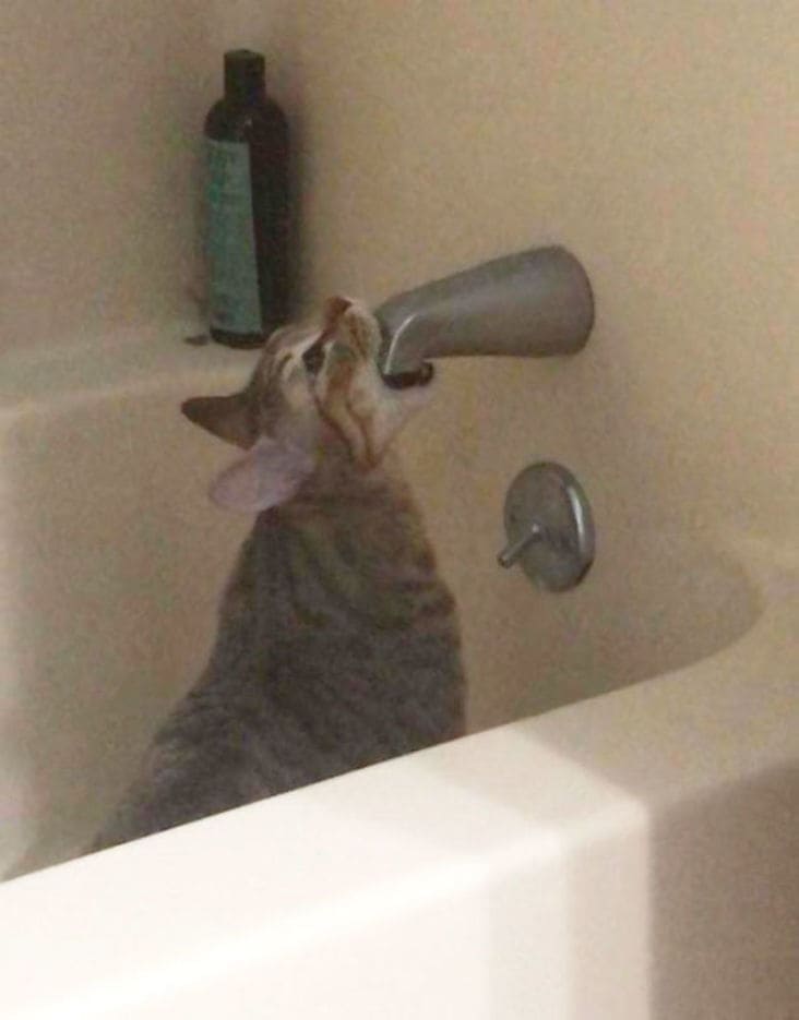 cat with mouth over faucet, cat with mouth on faucet, cat with mouth over water faucet, cat with mouth on water faucet