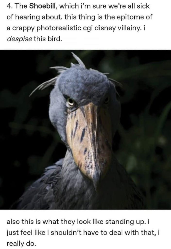 Tumblr Answers The Question "Why Are Birds So Cursed?" (12 Pics)