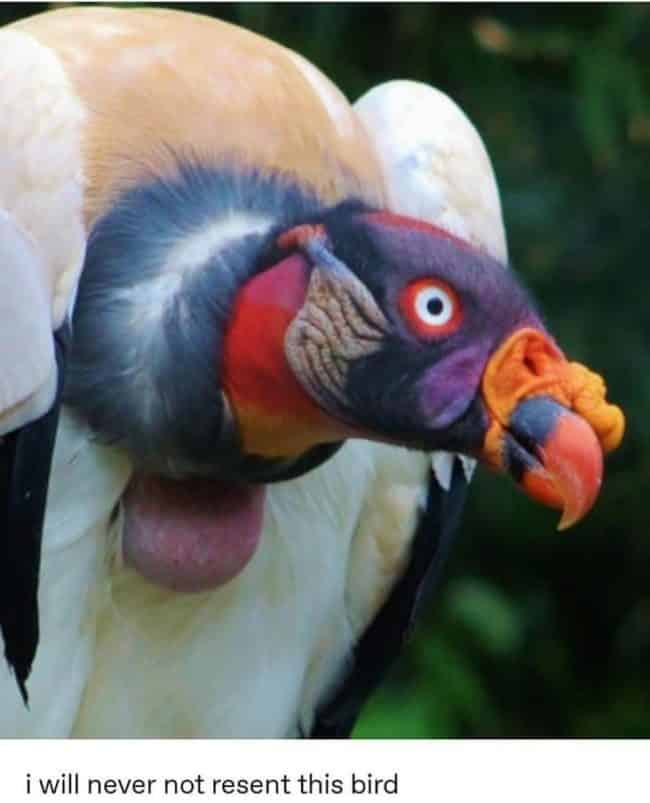 Tumblr Answers The Question &quot;Why Are Birds So Cursed?&quot; (12 Pics)