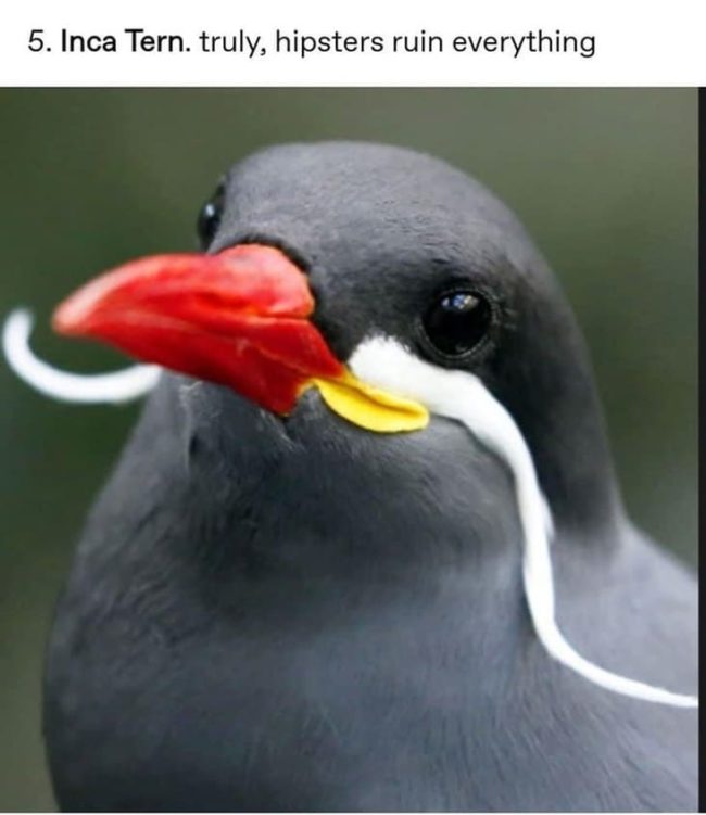 Tumblr Answers The Question "Why Are Birds So Cursed?" (12 Pics)