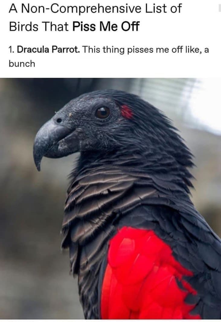 dracula parrot, cursed bird, cursed birds, biggest-gaudiest-patronuses, biggest-gaudiest-patronuses tumblr, why are birds so cursed, why are birds so cursed tumblr, why are birds cursed tumblr, cursed birds tumblr, cursed bird tumblr