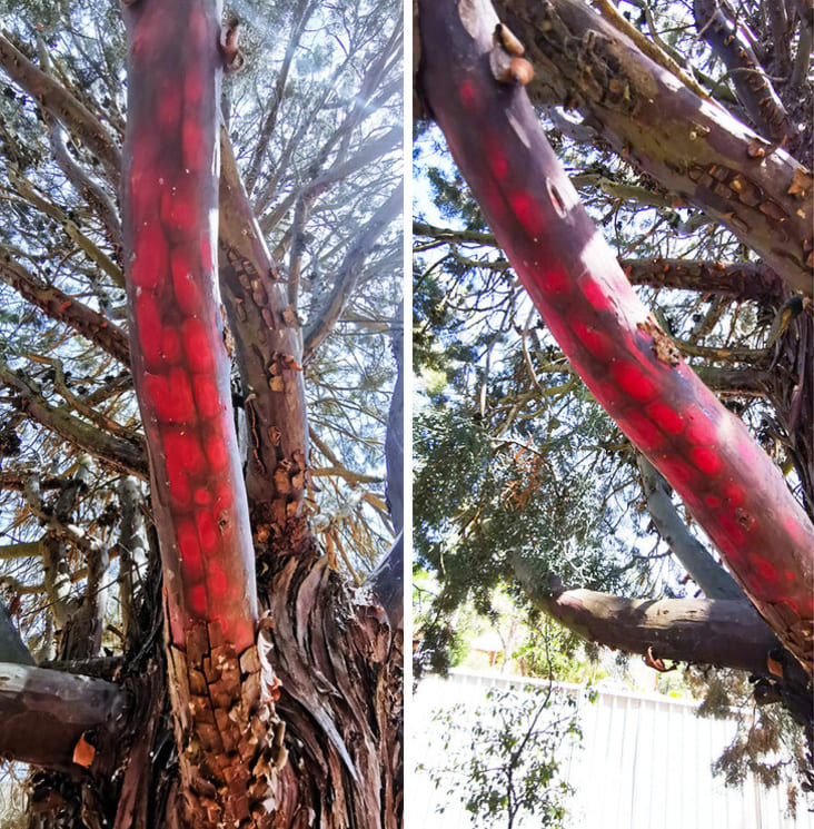 tree with red bark, bright red bark, tree with bright red bark, bright red bark on tree, interesting tree bark, interesting red tree bark, interesting red bark, bright red tree bark, interesting red tree, interesting picture of tree bark, interesting tree bark picture