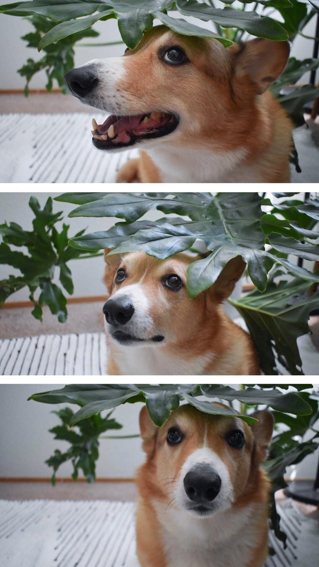 corgi with plant picture, corgi picture with plant, cute corgi picture with plant