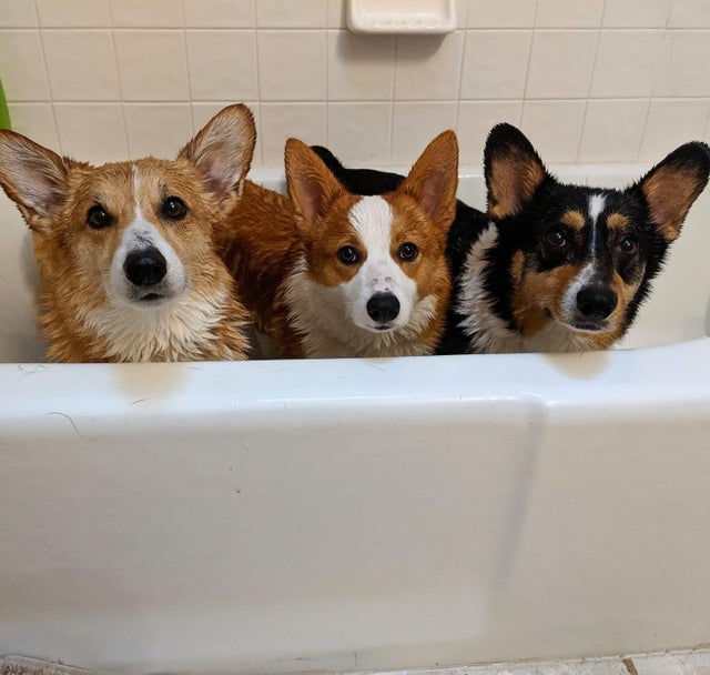 corgis in bath, corgis bathing picture