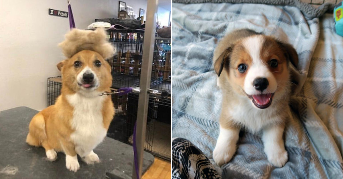 cute corgi picture, cute corgi, cute corgi pictures, cute corgi pic, cute corgi pics, cute corgis, adorable corgi, adorable corgis, adorable corgi picture, adorable corgi pictures, adorable corgi pic, adorable corgi pics, cute dog, cute dogs, cute dog picture, cute dog pictures