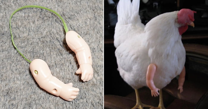 You Can Now Buy Arms For Your Chicken (9 Pics)