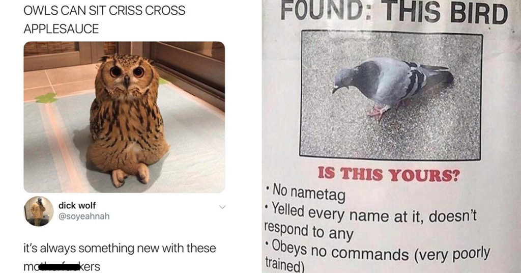 anti bird meme, anti bird memes, meme against birds, memes against birds, anti birds memes, anti birds meme, anti bird post, anti bird picture, funny anti bird meme, funny anti bird memes, funny bird meme, funny bird memes, hilarious bird meme, hilarious bird memes, bird meme, bird memes, funny meme about birds, funny memes about birds, funny birds meme, funny birds memes, birds meme, birds memes, not liking birds meme, not liking birds memes