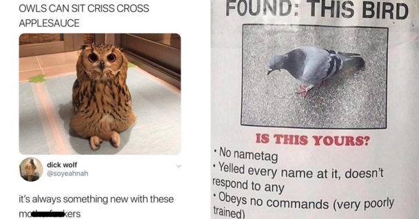 anti bird meme, anti bird memes, meme against birds, memes against birds, anti birds memes, anti birds meme, anti bird post, anti bird picture, funny anti bird meme, funny anti bird memes, funny bird meme, funny bird memes, hilarious bird meme, hilarious bird memes, bird meme, bird memes, funny meme about birds, funny memes about birds, funny birds meme, funny birds memes, birds meme, birds memes, not liking birds meme, not liking birds memes