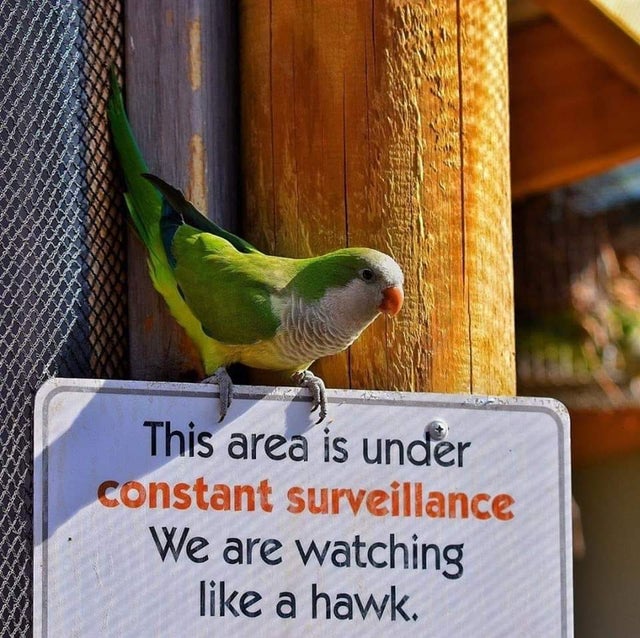 Birds? More like Skyarrhea (18 Anti-Bird Memes)