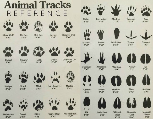 animal tracks reference, animal track chart, animal tracks chart, chart of animal tracks