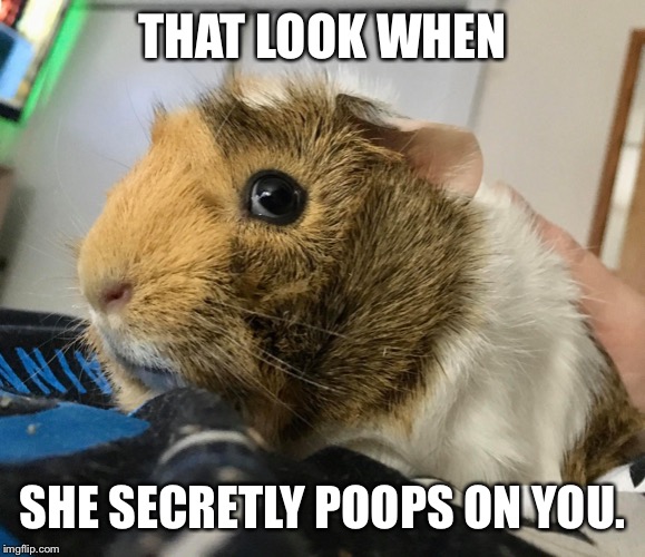 adorable guinea pig meme
