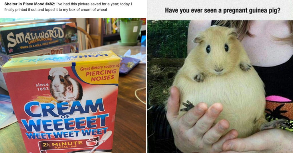 guinea pig meme, guinea pig memes, cute guinea pig meme, funny guinea pig meme, guinea pigs meme, guinea pigs memes, cute guinea pigs memes, cute guinea pigs meme, funny guinea pig memes, cute guinea pig memes, cute guinea pig picture, cute guinea pig pictures, funny guinea pig picture, funny guinea pig pictures, cute guinea pig, very cute guinea pig, cute guinea pig pic, cute guinea pig pics, cute guinea pigs pictures, funny guinea pigs pictures, clean memes guinea pigs, cute guinea pig meme, cute guinea pigs memes, dank guinea pig memes, dank memes guinea pig, funniest guinea pig memes, funny guinea pig meme, adorable guinea pigs, adorable guinea pig, funny guinea pig memes clean, funny guinea pigs memes, guinea pig funny memes, guinea pig funny pictures memes, guinea pig meme funny, guinea pig memes clean, guinea pig memes funny, guinea pig picture meme, guinea pigs memes, guinea pigs very cute clean memes, images of guinea pig memes, meme guinea pig, meme guinea pigs