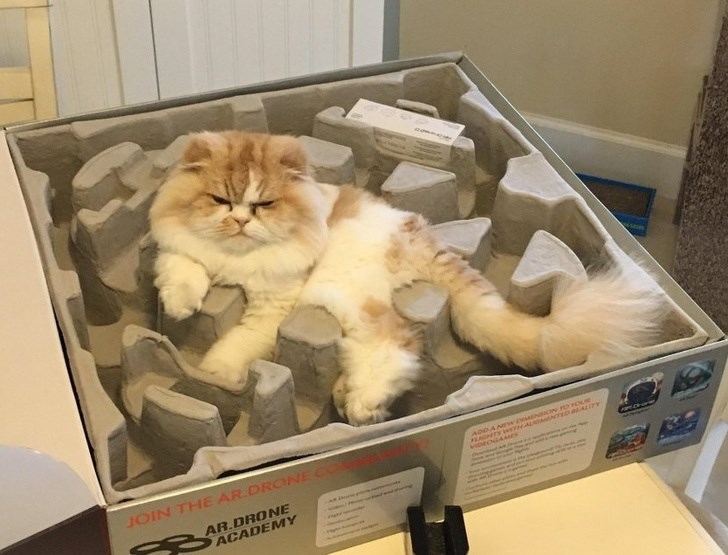 cat lying in box, cat laying in box