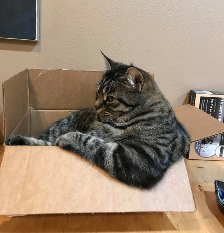 cat in a box, cats in boxes, cats in a box, cat in box, cats in boxes, cat in a cardboard box, cat in cardboard box, cats in cardboard boxes, picture of cat in box, pictures of cats in boxes, cats and boxes, boxes and cats, cat in box picture, cat in box pictures, cats in box picture, cats in box pictures, cute cat in a box, cute cats in boxes, cute cat in cardboard box, cute cats in cardboard boxes, cute cat in box picture, cute cat in box pictures, cute cats in boxes picture, cute cats in boxes pictures, picture of cute cat in box, pictures of cute cats in box, picture of cute cats in boxes, pictures of cute cats in boxes, cute cat in a box, cute cats in boxes, cute cat in a box picture, cute cat in a box pictures