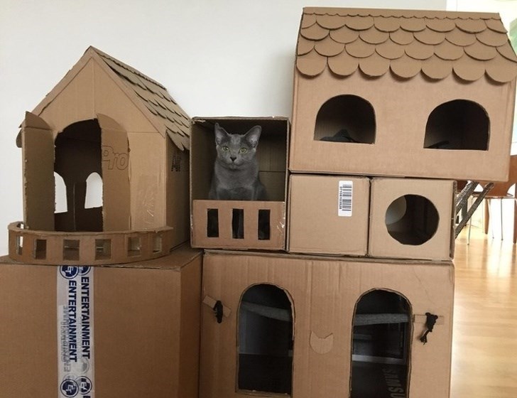 cat in box mansion, cat in box hotel, cat in box house