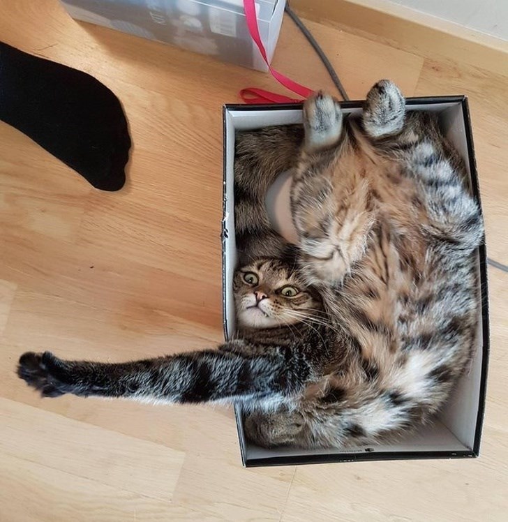 cat awkwardly in box, cat awkwardly in a box