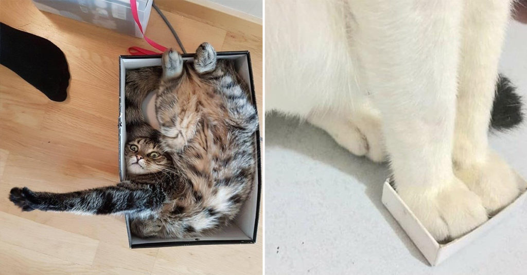 cat in a box, cats in boxes, cats in a box, cat in box, cats in boxes, cat in a cardboard box, cat in cardboard box, cats in cardboard boxes, picture of cat in box, pictures of cats in boxes, cats and boxes, boxes and cats, cat in box picture, cat in box pictures, cats in box picture, cats in box pictures, cute cat in a box, cute cats in boxes, cute cat in cardboard box, cute cats in cardboard boxes, cute cat in box picture, cute cat in box pictures, cute cats in boxes picture, cute cats in boxes pictures, picture of cute cat in box, pictures of cute cats in box, picture of cute cats in boxes, pictures of cute cats in boxes, cute cat in a box, cute cats in boxes, cute cat in a box picture, cute cat in a box pictures, funny cats in boxes, funny cat in a box, funny cat in box, funny cat in box picture, funny picture of cat in a box, funny pictures of cats in boxes