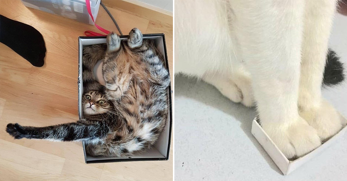 If They Fits They Sits And, Brother, They Fits (16 Cats In Boxes Pictures)
