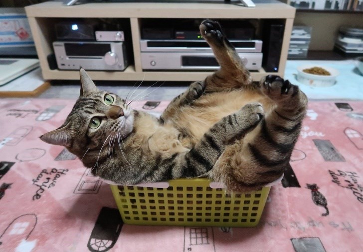 cat in a basket, cat in basket, cute cat in basket, cat in basket picture, cute cat in basket picture