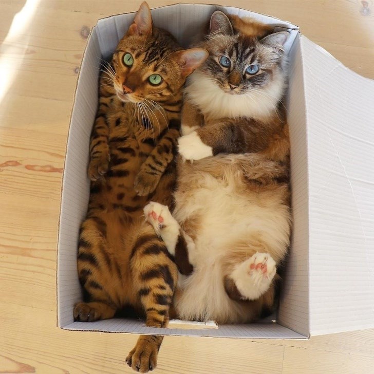 cat in a box, cats in boxes, cats in a box, cat in box, cats in boxes, cat in a cardboard box, cat in cardboard box, cats in cardboard boxes, picture of cat in box, pictures of cats in boxes, cats and boxes, boxes and cats, cat in box picture, cat in box pictures, cats in box picture, cats in box pictures, cute cat in a box, cute cats in boxes, cute cat in cardboard box, cute cats in cardboard boxes, cute cat in box picture, cute cat in box pictures, cute cats in boxes picture, cute cats in boxes pictures, picture of cute cat in box, pictures of cute cats in box, picture of cute cats in boxes, pictures of cute cats in boxes, cute cat in a box, cute cats in boxes, cute cat in a box picture, cute cat in a box pictures