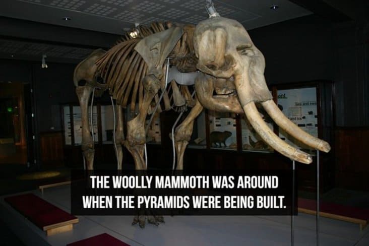 interesting woolly mammoth fact, interesting fact, interesting facts, random interesting fact, random interesting facts, fact interesting, facts interesting