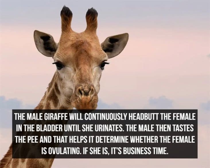 interesting male giraffe fact