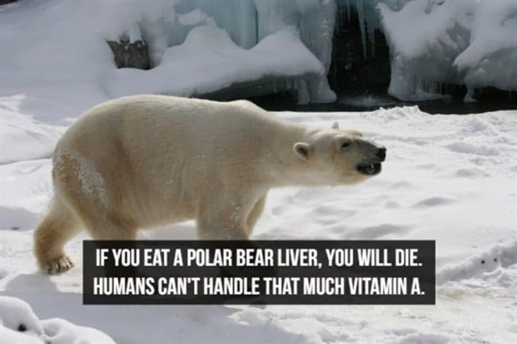 interesting polar bear fact, interesting polar bear liver fact