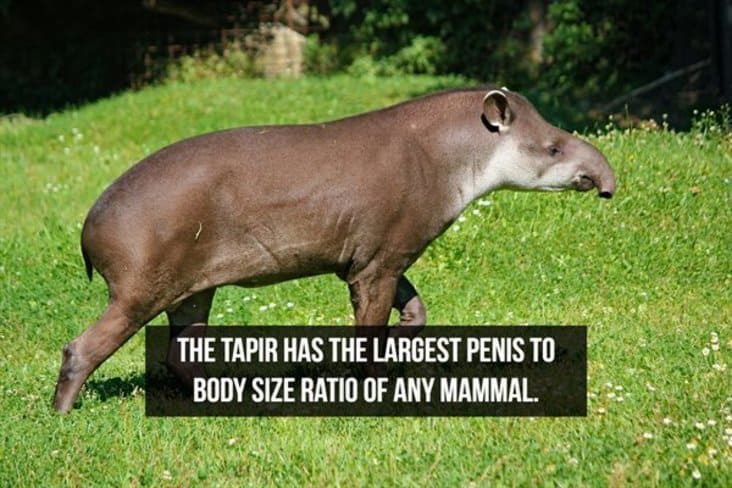 interesting tapir fact, interesting fact, interesting facts, random interesting fact, random interesting facts, fact interesting, facts interesting