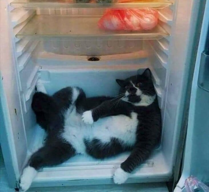 cat in refrigerator