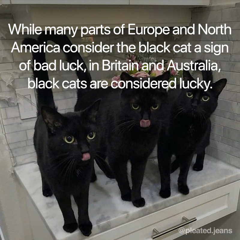 black cat fact, fact about black cats