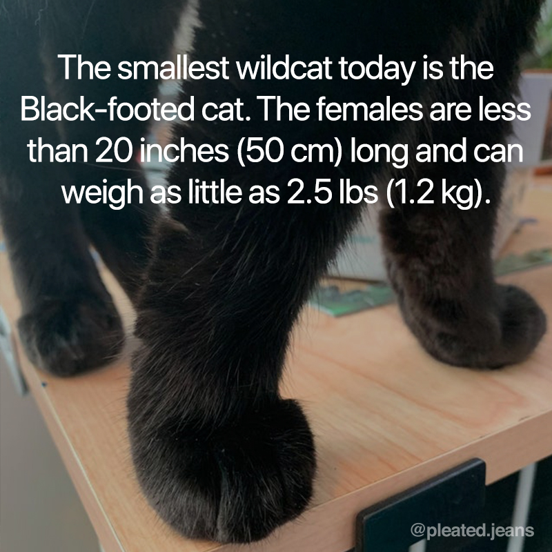 smallest wildcat cat fact, smallest wildcat fact
