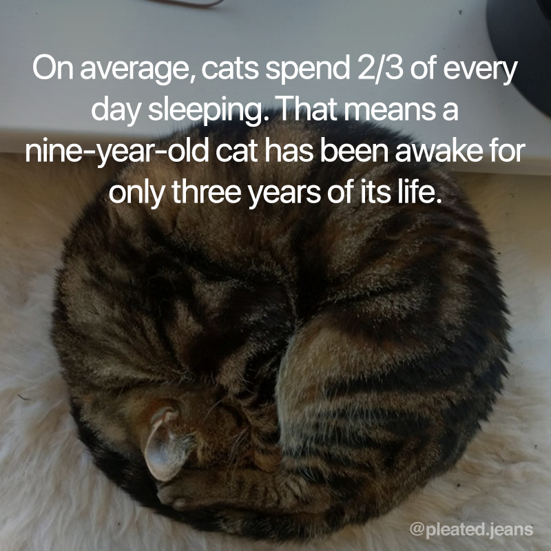 cat sleep fact, cats sleep fact, cats sleeping fact