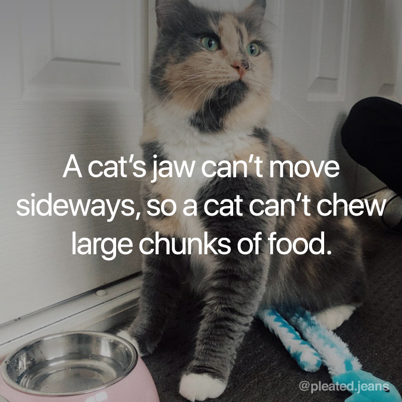 cat eating fact, cat jaw fact