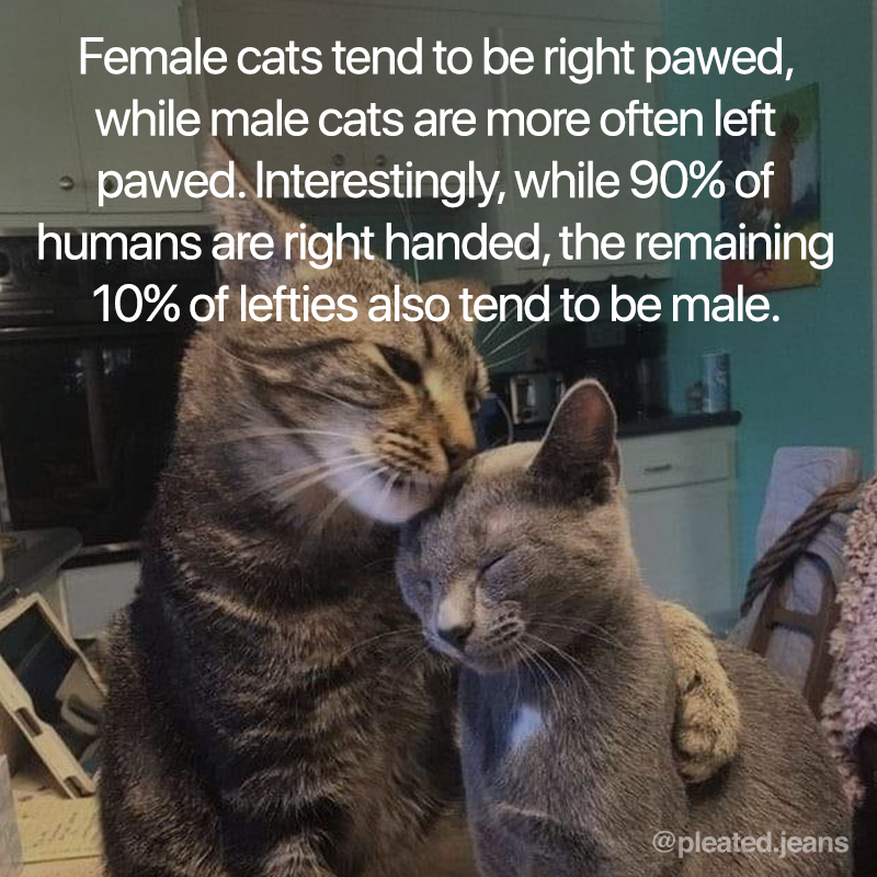 15 Fascinating Facts About Female Cats 