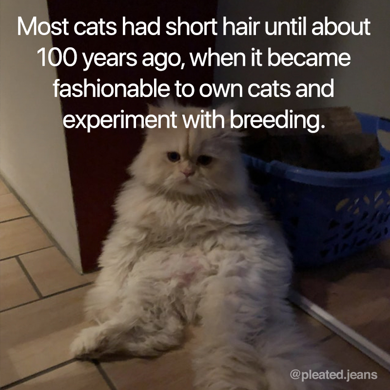 cat hair fact, cat fur fact