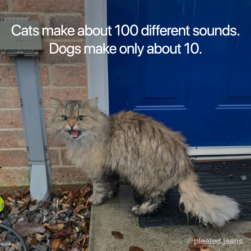 cat noise fact, cat sound fact