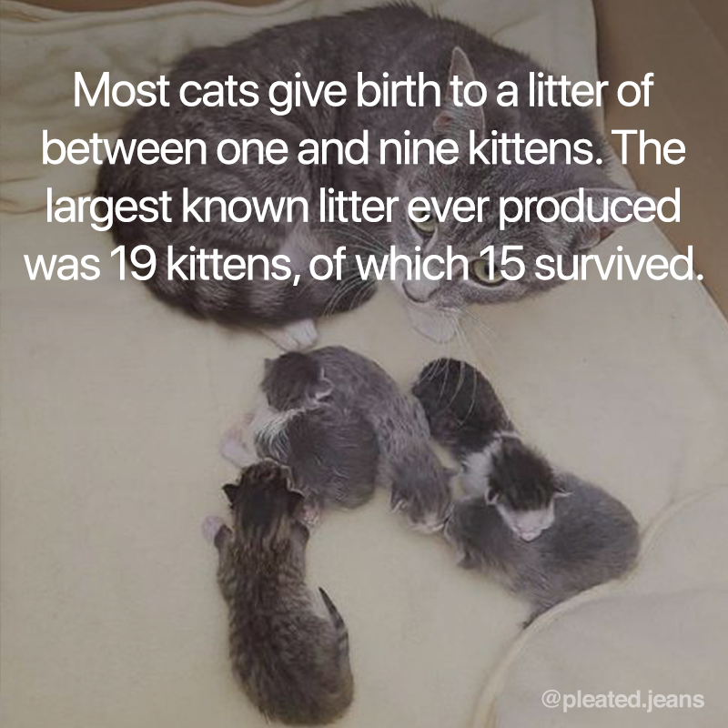 cat litter fact, cat birth fact