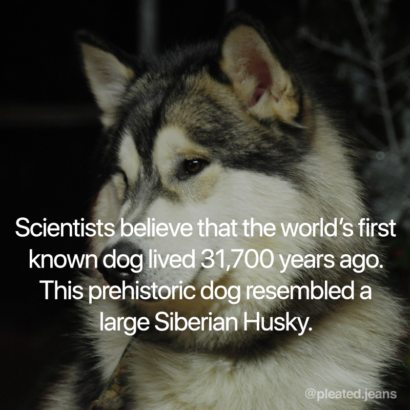 dog fact