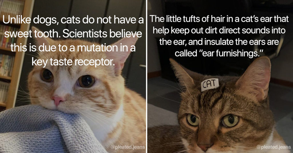 interesting cat fact, interesting cat facts, interesting fact about cats, interesting fact about cat, interesting facts about cats, cool cat fact, cool cat facts, cool facts about cats, cool fact about cats, cat fact, cat facts, fact about cats, facts about cats, sweet cat fact, sweet cat facts, awesome cat fact, awesome cat facts, interesting cat information, interesting cat info, cool cat information, cool cat info, interesting information about cats, cool information about cats