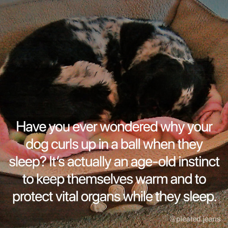 Just Some Interesting Dog Facts You May Or May Not Know Just Some Interesting Dog Facts You May Or May Not Know