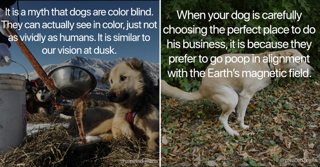 dog facts, fun facts about dogs, interesting dog fact, interesting dog facts, interesting fact about dogs, interesting fact about dog, interesting facts about dogs, cool dog fact, cool dog facts, cool facts about dogs, cool fact about dogs, dog fact, fact about dogs, facts about dogs, sweet dog fact, sweet dog facts, awesome dog fact, awesome dog facts, interesting dog information, interesting dog info, cool dog information, cool dog info, interesting information about dogs, cool information about dogs, awesome fact about dogs, awesome facts about dogs, cool dog info, cool dog information, cool information about dogs