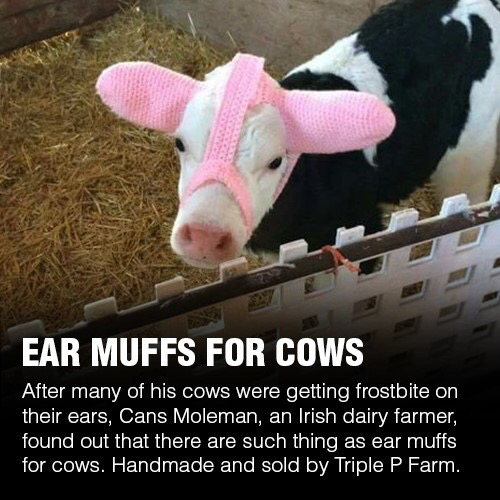 ear muffs for cows
